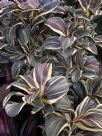 Cordyline fruticosa Miss Andrea