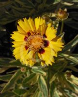 Coreopsis Calypso