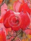 Cornus florida rubra