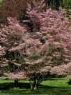 Cornus florida rubra