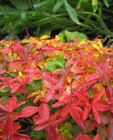 Cornus suecica