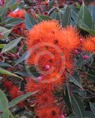 Corymbia ficifolia Orange Splendour