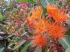 Corymbia ficifolia Orange Splendour