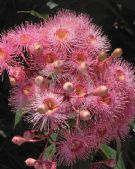 Corymbia Summer Beauty