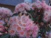 Corymbia Summer Beauty