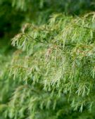 Cryptomeria japonica Elegans