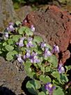 Cymbalaria pallida