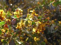 Daviesia elliptica