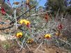 Daviesia horrida