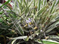 Dianella ensifolia Silver Streak