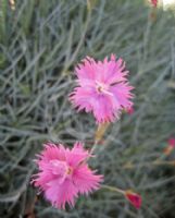 Dianthus monspessulanus