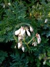 Dicentra formosa Alba