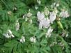 Dicentra formosa Alba