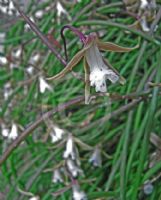 Dendrobium striolatum