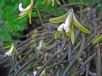 Dendrobium striolatum