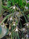 Dendrobium striolatum