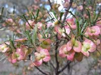 Dodonaea lobulata