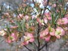 Dodonaea lobulata