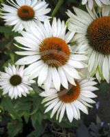 Echinacea purpurea White Swan