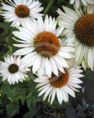 Echinacea purpurea White Swan