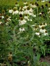 Echinacea purpurea White Swan