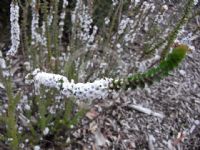 Epacris tasmanica