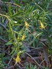 Eremophila maculata Aurea