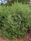 Eremophila maculata Aurea