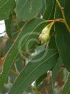 Eucalyptus tricarpa