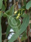 Eucalyptus tricarpa