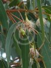 Eucalyptus tricarpa