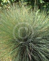 Festuca pseudodalmatica