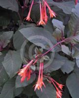 Fuchsia Coralle