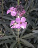 Erysimum Bowles' Mauve