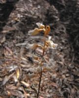 Gastrodia sesamoides