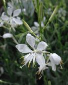 Gaura lindheimeri So White