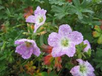 Geranium cinereum