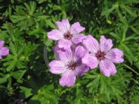 Geranium lindavicum