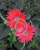 Gerbera