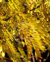 Gleditsia triacanthos inermis Shademaster