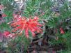 Grevillea Poorinda Adorning