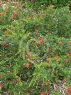 Grevillea Poorinda Adorning