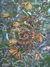 Grevillea Poorinda Diadem