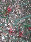 Grevillea dimorpha