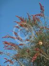 Grevillea leucopteris