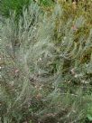 Grevillea pityophylla