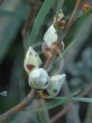 Hakea grammatophylla