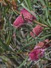 Hakea grammatophylla