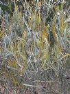 Hakea grammatophylla