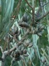 Hakea grammatophylla